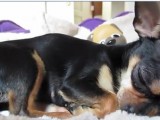 The Olivia Superstar, una cagnolina dolce e famosa